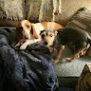 Meet your Posher, Millie